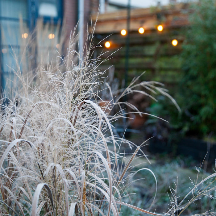 Tuintips voor november