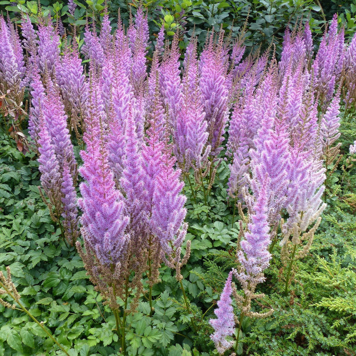 Verzorging Astilbe