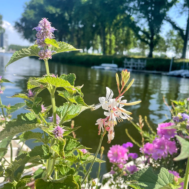 De plantenbak van Liedewij, een transformatie!