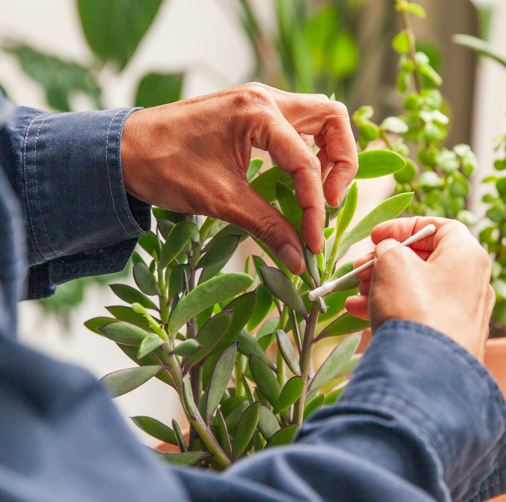Beestjes in je kamerplant? Herken de plaag! – Sprinklr