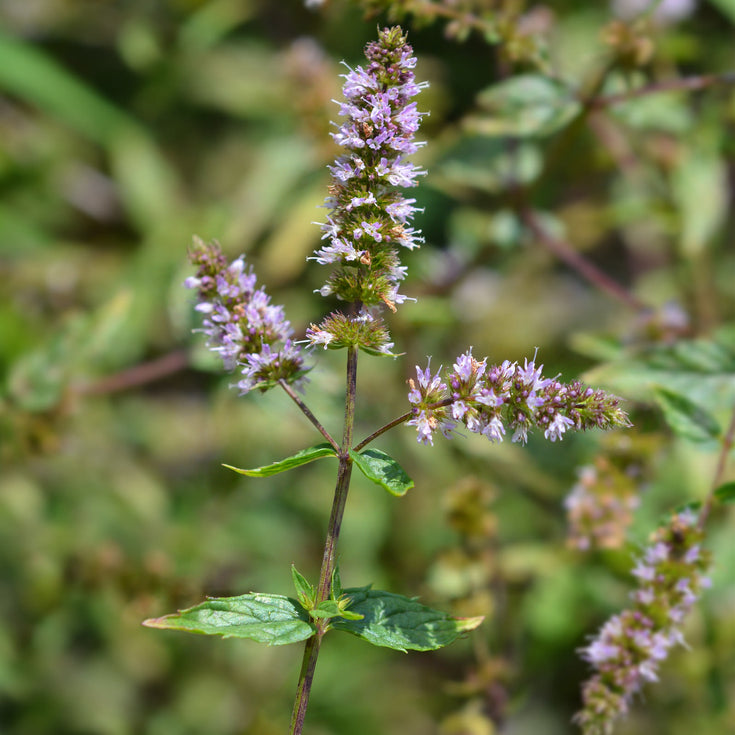 Verzorging Pepermunt