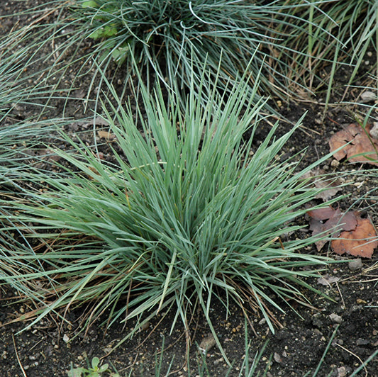 Verzorging Fakkelgras