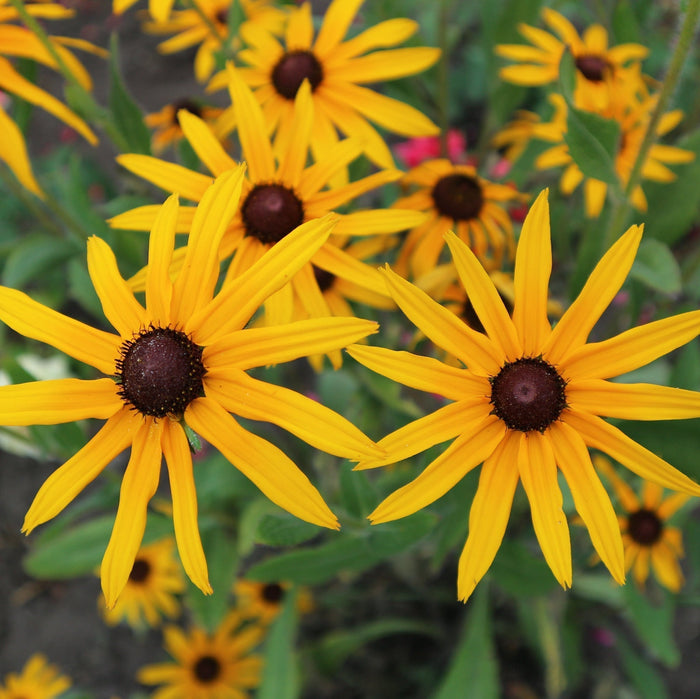 Verzorging Rudbeckia
