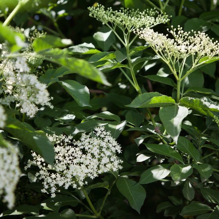 Verzorging Gewone vlier