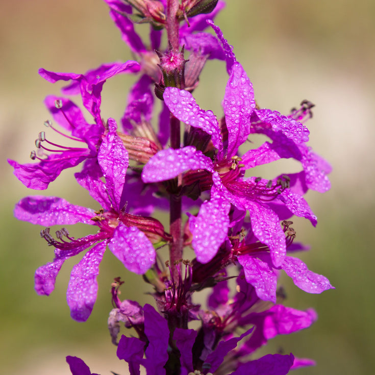 Verzorging Grote Kattenstaart