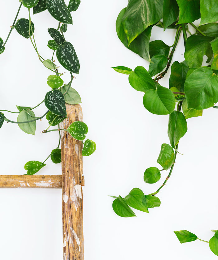 Hangplanten