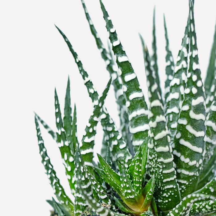 Verzorging Haworthia Big Band