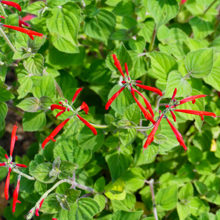 Verzorging Honingmeloensalie