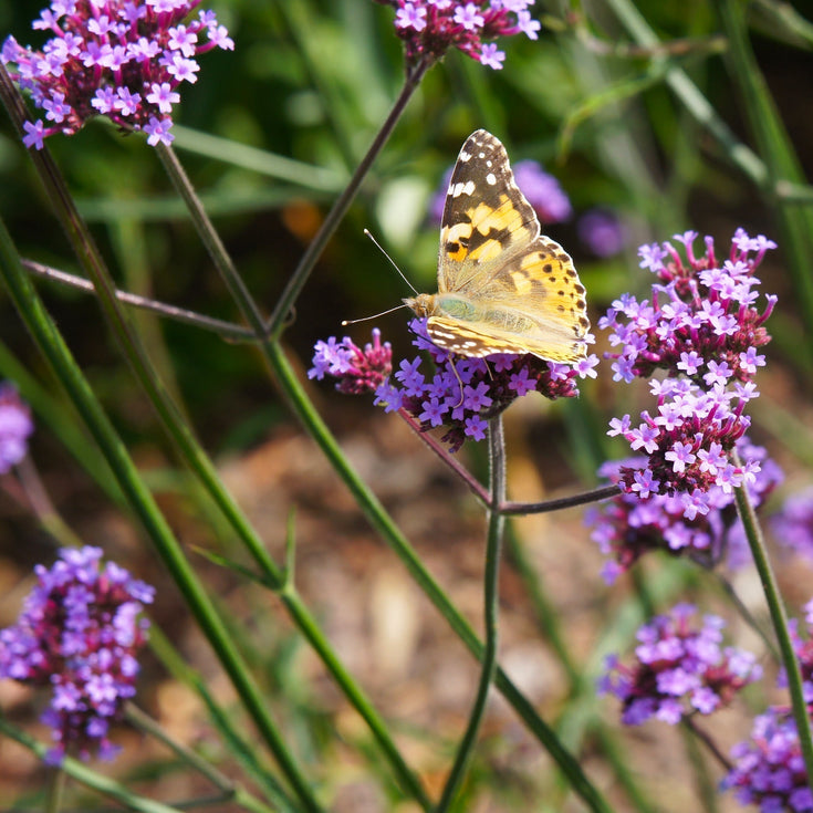 Verzorging IJzerhard