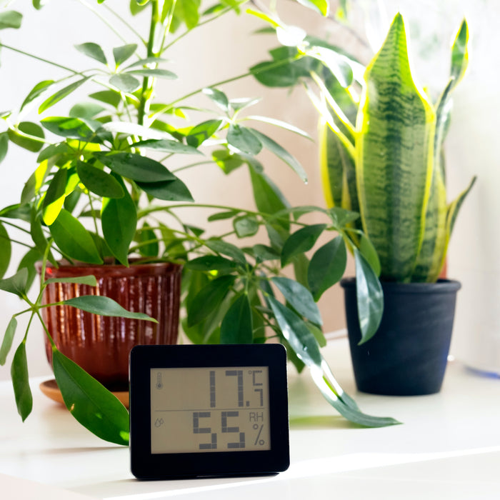 Verwarming omlaag? Denk aan je kamerplanten