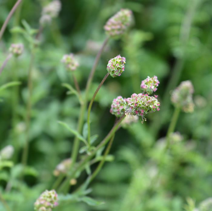 Verzorging Kleine Pimpernel