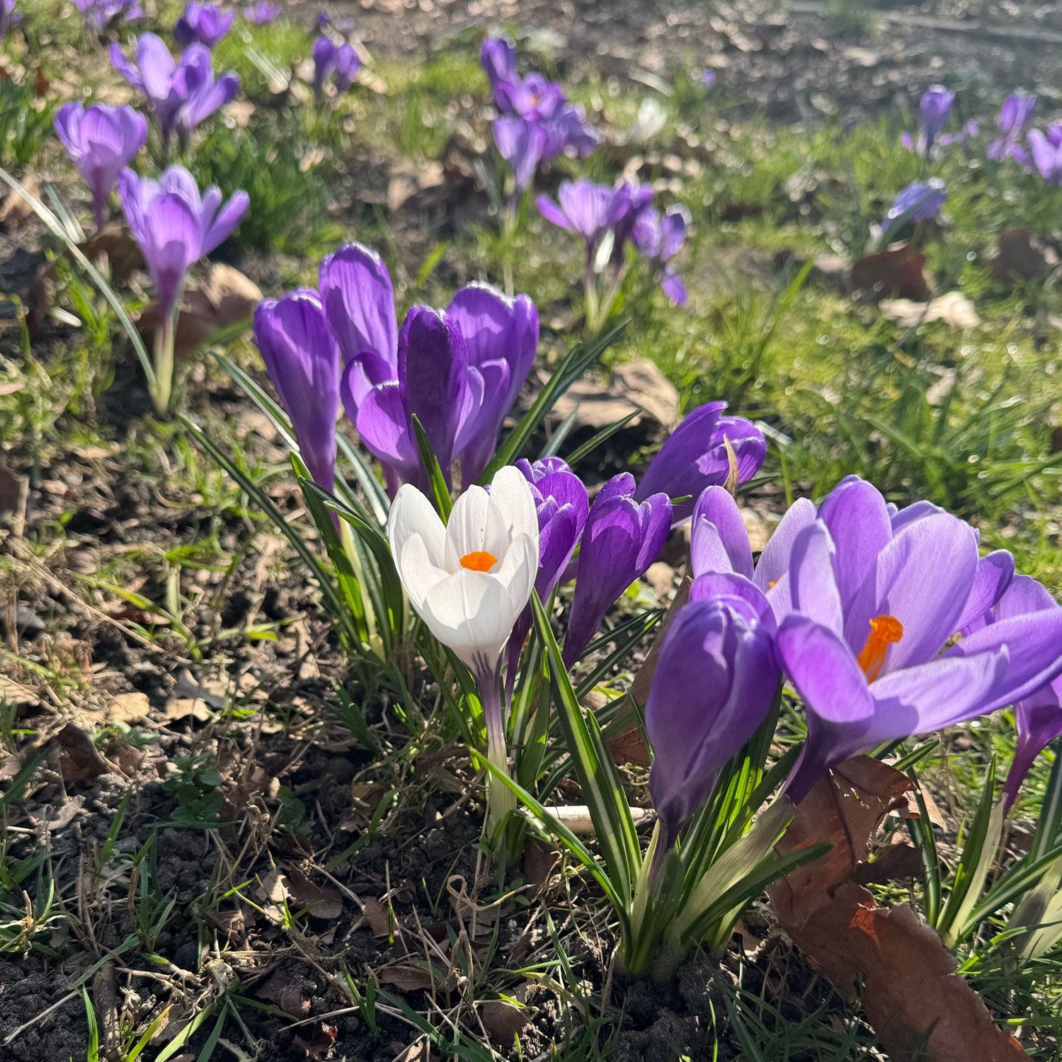 Verzorging Krokus | Wat te doen met die vrolijke voorjaarsbol  Sprinklr