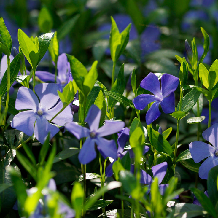 Verzorging Maagdenpalm