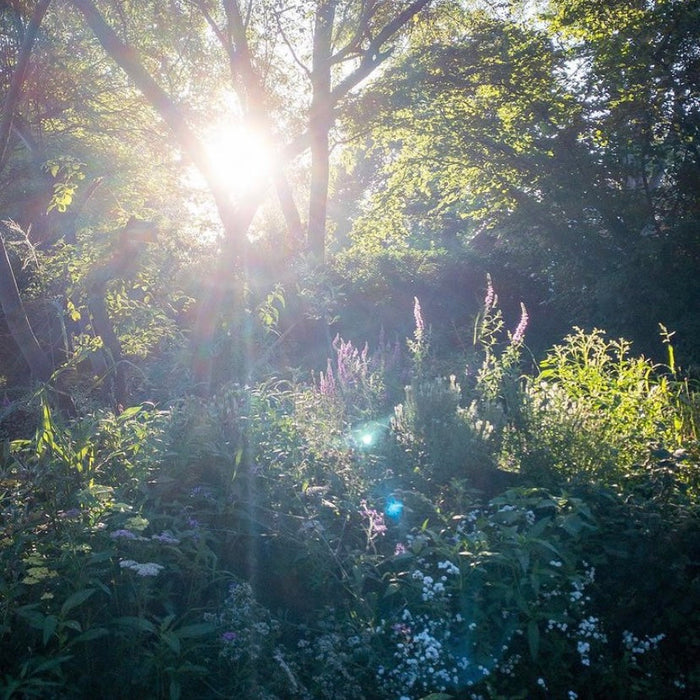 Hoe ontwerp je een tuin? Deel 1: de tekening