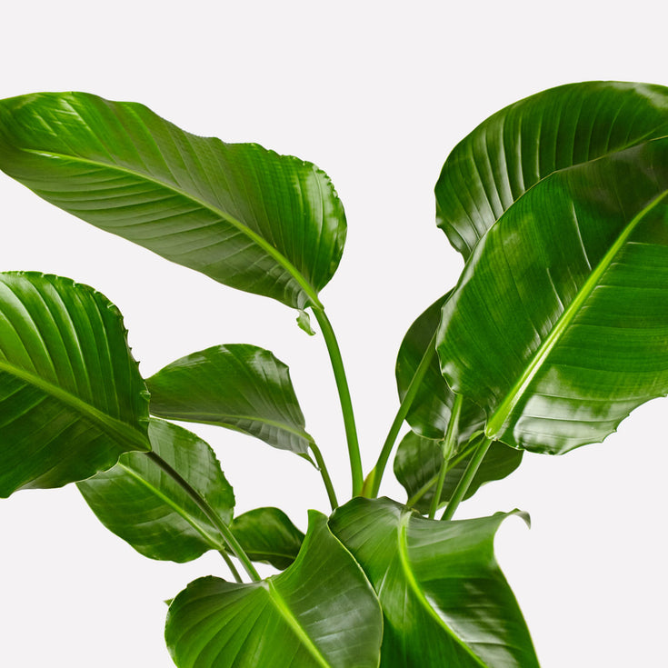 Verzorging Paradijsvogelplant (Strelitzia)