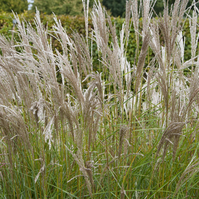 Verzorging Prachtriet Miscanthus Kleine Silberspinne