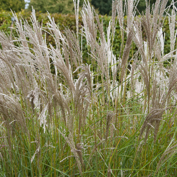 Verzorging Prachtriet Miscanthus Kleine Silberspinne