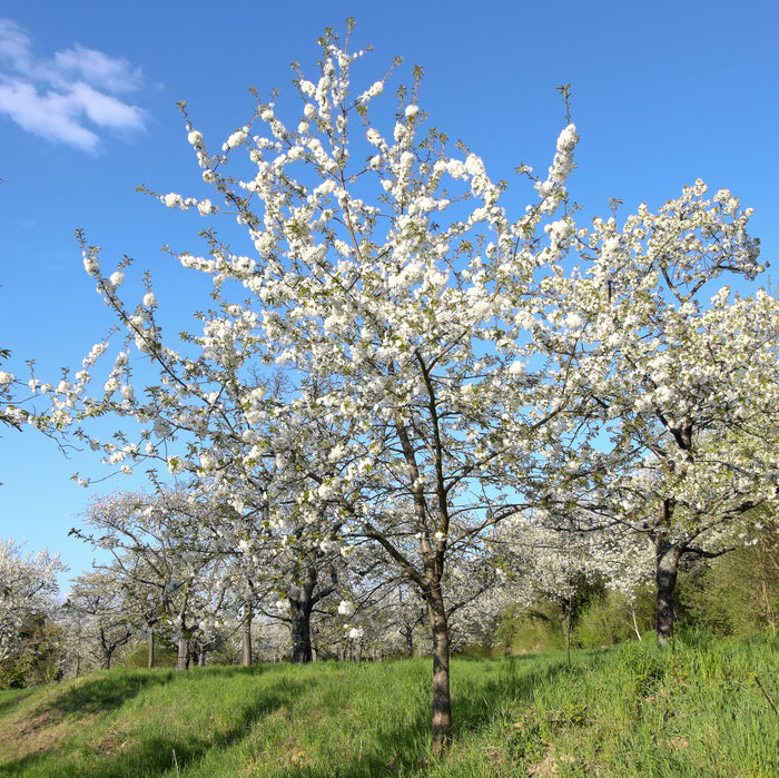 Verzorging Zoete Kers