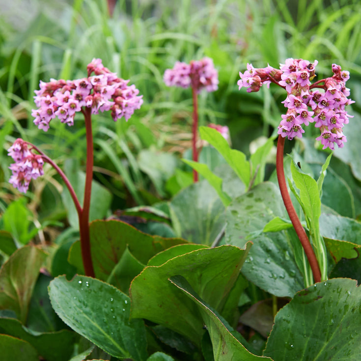 Verzorging Schoenlappersplant