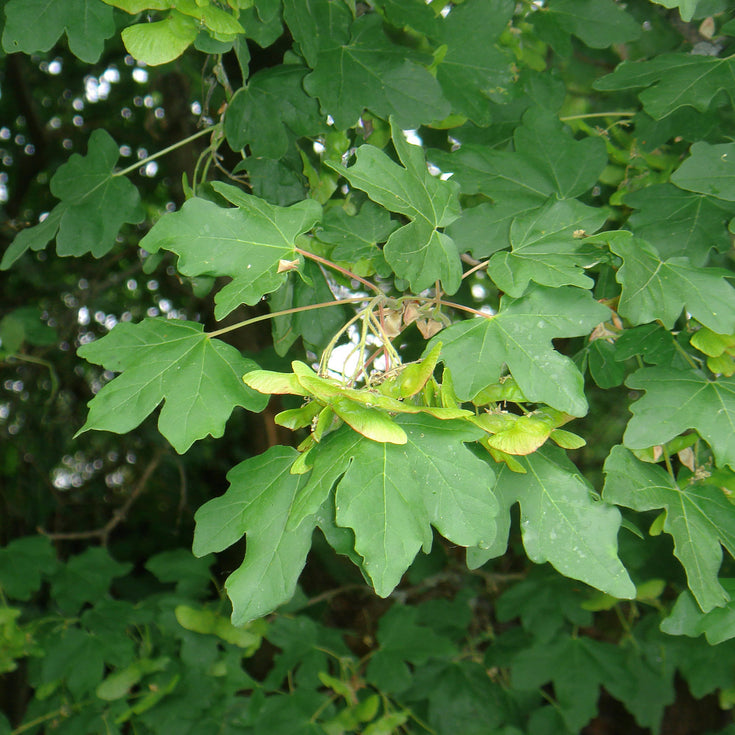 Verzorging Veldesdoorn