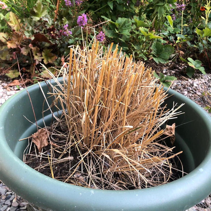 Is je verdorde tuinplant dood of levend?