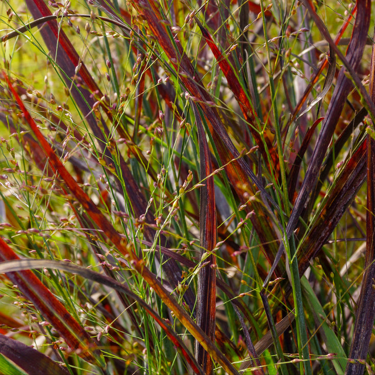 Verzorging Vingergras Rehbraun