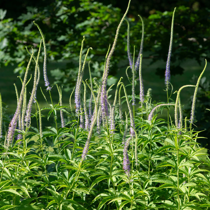 Verzorging Virginische Ereprijs