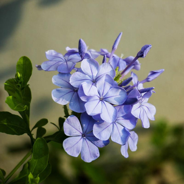 Verzorging Vlambloem