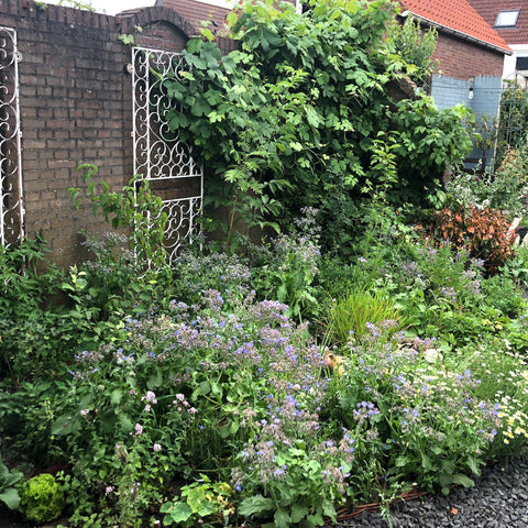 Smul uit eigen tuin, plant een Voedselbosje!
