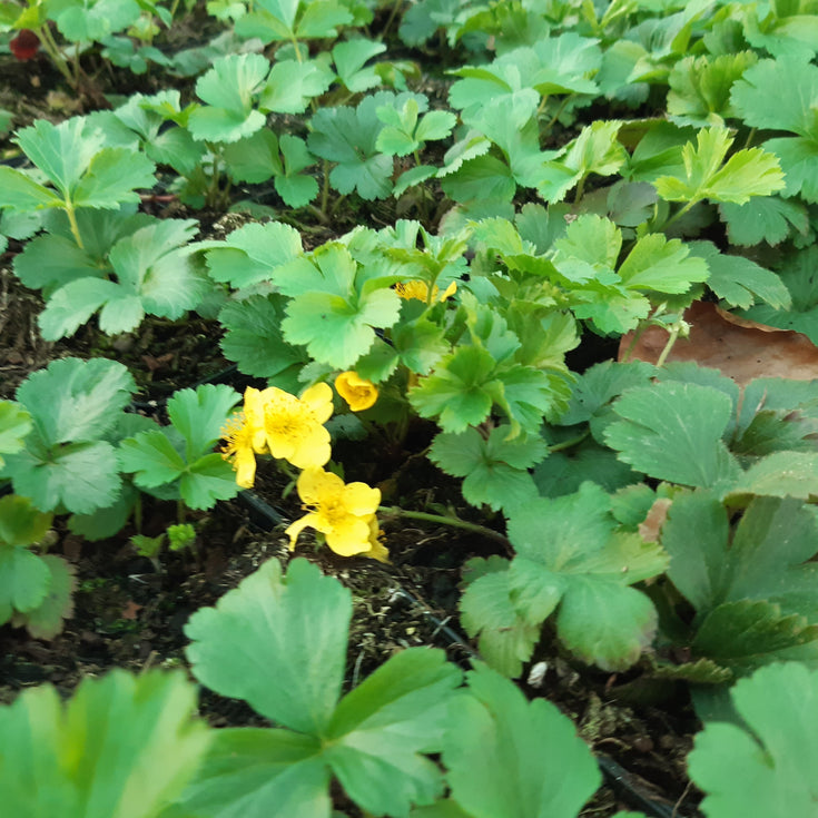 Verzorging Waldsteinia ternata