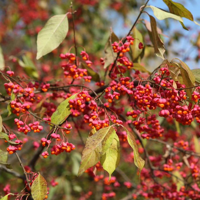 Verzorging Wilde Kardinaalsmuts