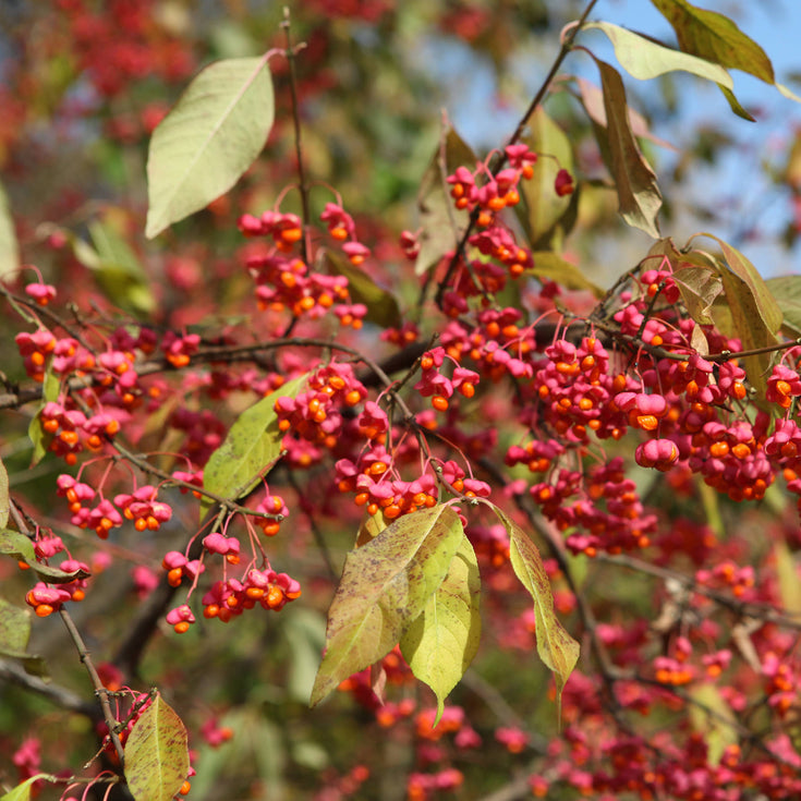 Verzorging Wilde Kardinaalsmuts