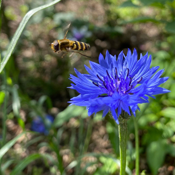 Biodiversiteit holt achteruit, wat kan jij doen?