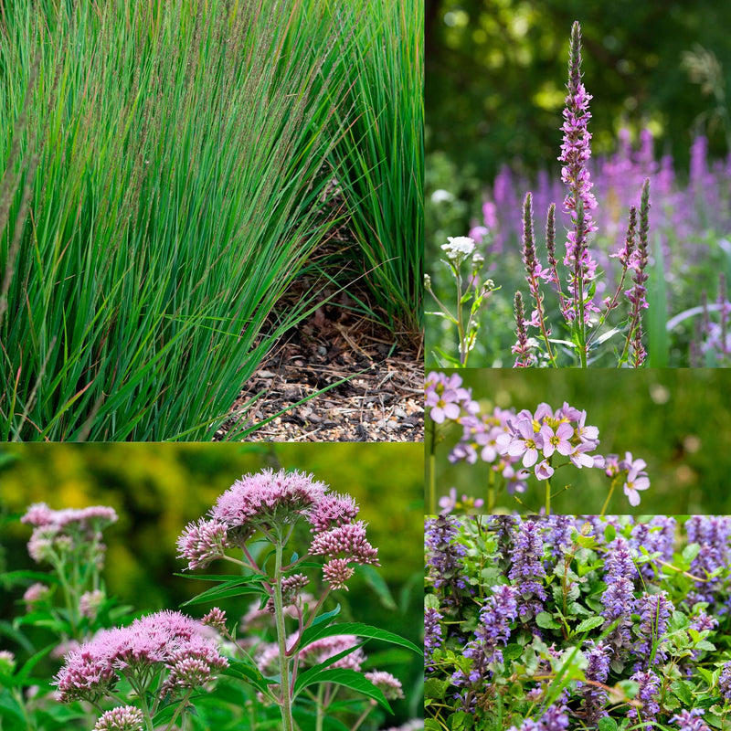 Collage van planten die in Wadipakket van 2 vierkante meter zitten