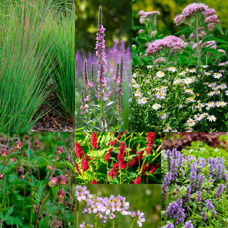 Collage van planten die in Wadipakket van 2 vierkante meter zitten