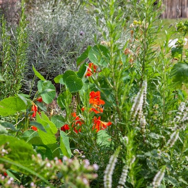 voedselbosje in de tuin
