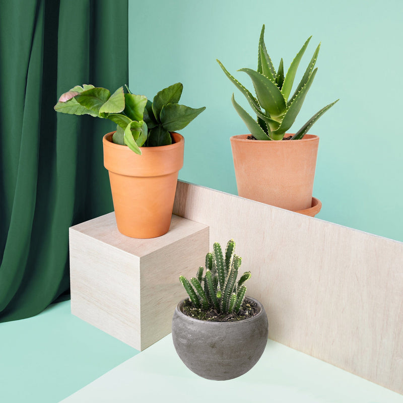 Foto van drie biologische vetplanten en cacti in groene set