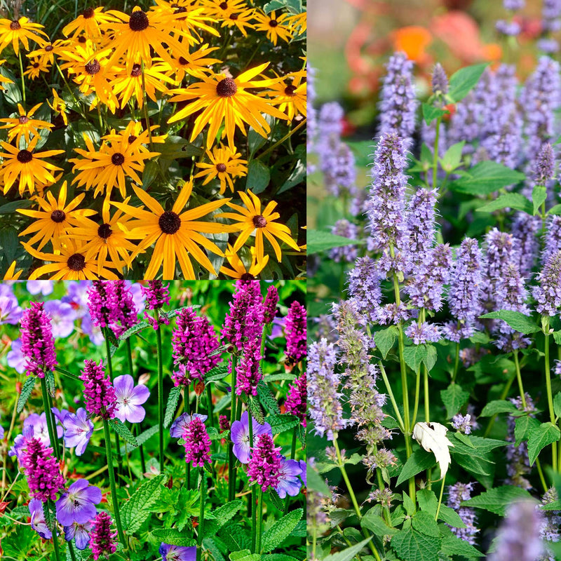 Combinatiebeeld van planten die in pakket Kleurenbom Zon zitten