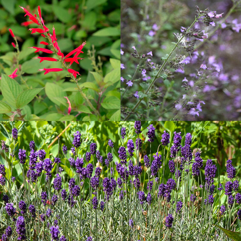 Compiliatiebeeld van drie geurende planten, met rode en paarse bloemen