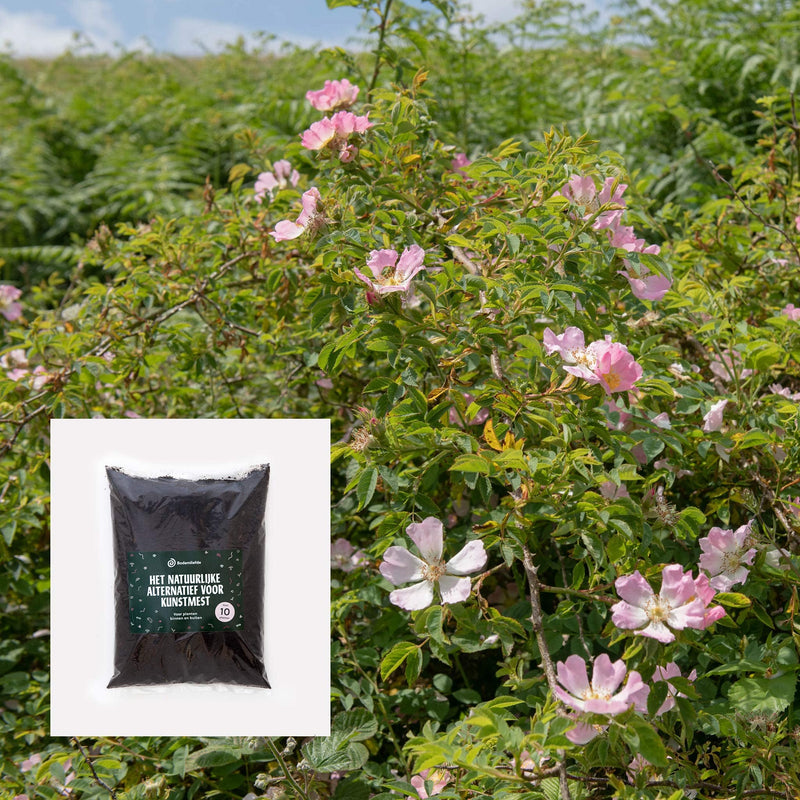 Bloeiende inheemse struik hondsroos met bodemliefde