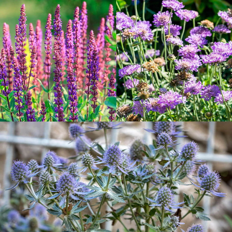 Compilatiebeeld van planten met paarse bloemen uit pakket Lange bloei zon