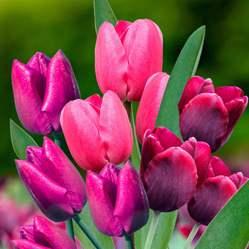 Tulpenmanie Paars Tulpenmanie Paars