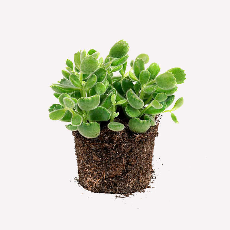 Berenpootje, plant met dikke harige  pootvormige blaadjes