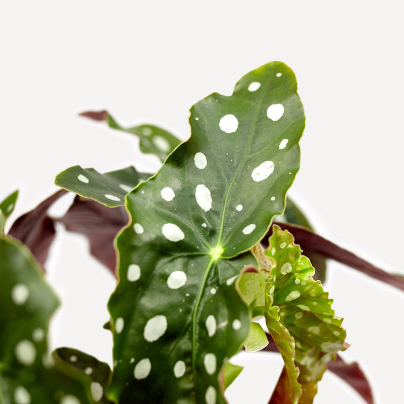 Close-up van blad Polkadot Begonia, groen langwerpig blad met witte stippen en rode onderkant