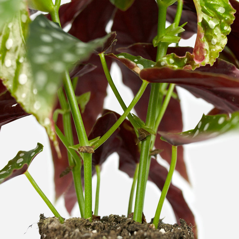 Groene dunne stengels van Polkadot Begonia