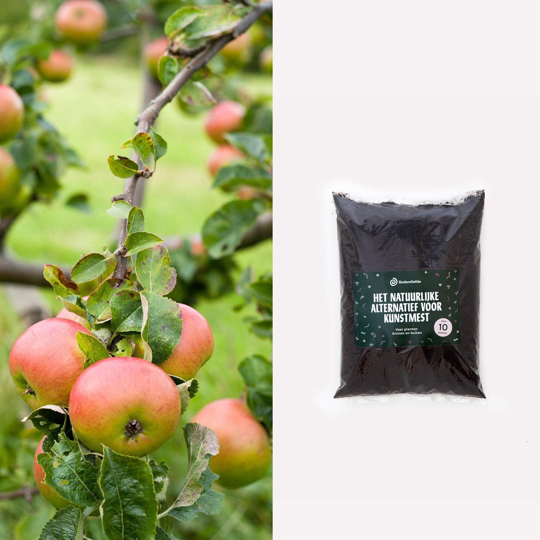 Appelboom Summerred