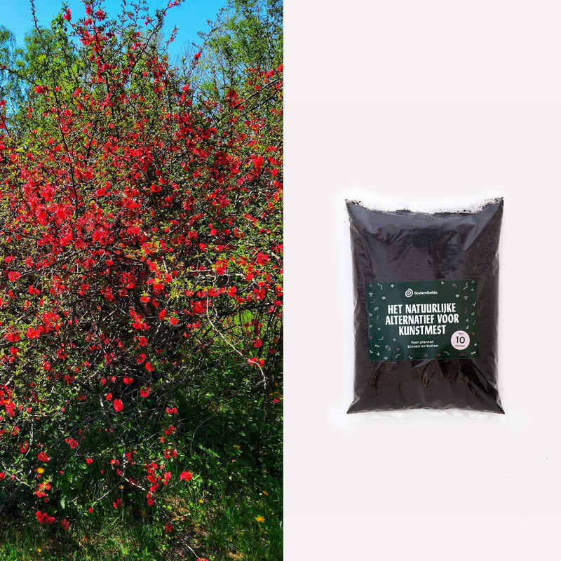 dwergkwee met zak bodemliefde