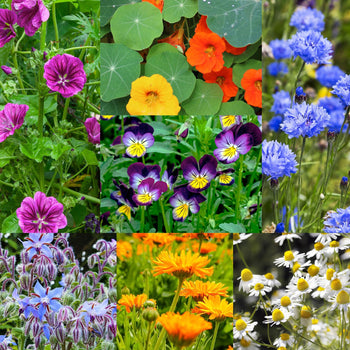 Zadenpakketje Eetbare bloemen Zadenpakketje Eetbare bloemen
