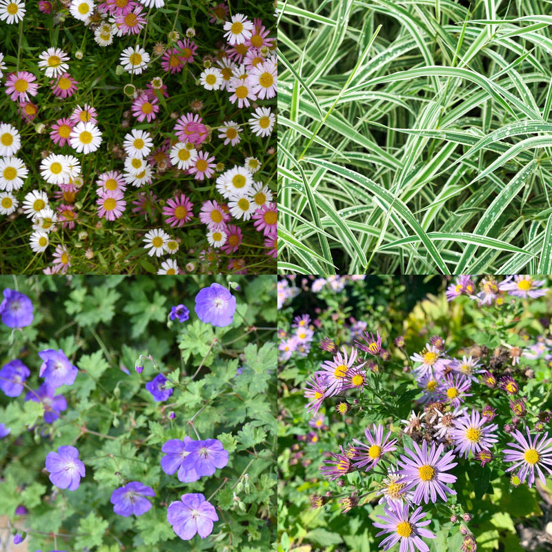 Potten tuin planten onverwoestbaar Zegge Ice dance, geranium rozanne, herfstaster Asran en muurfijnstraal