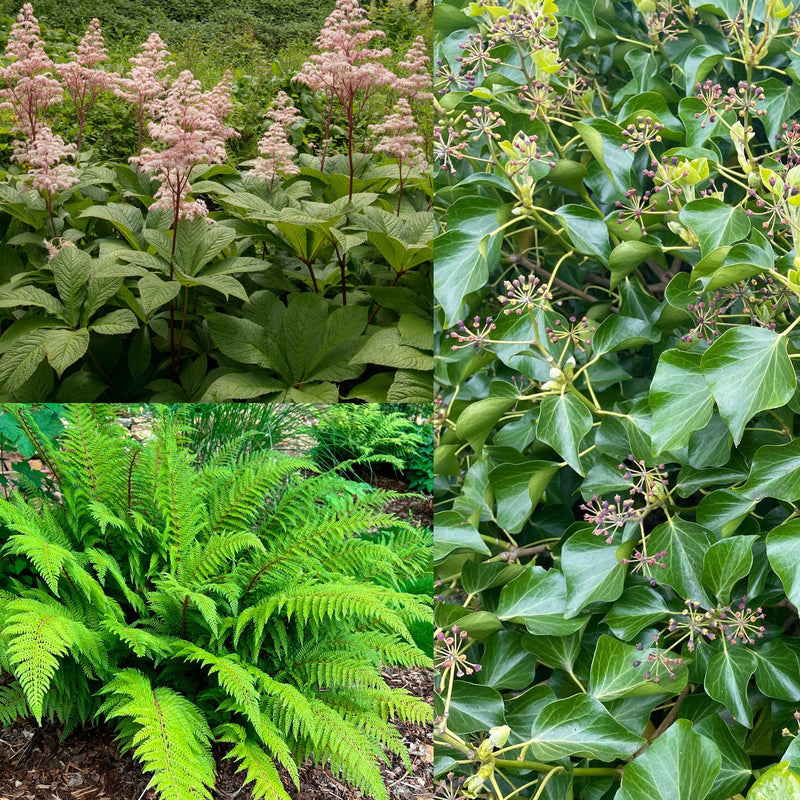 Compilatie van de planten uit pakket Groots Schaduw, groots groen blad in verschillende texturen en hoogtes